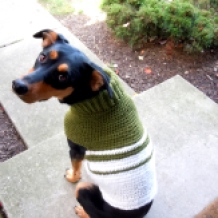 dog in a crochet sweater